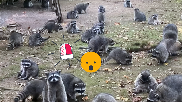 Viele Waschbären auf Wiese und ein erstauntes Emoji-Gesicht mit einem Alarmsymbol