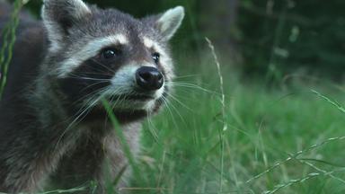 Waschbär im Gras