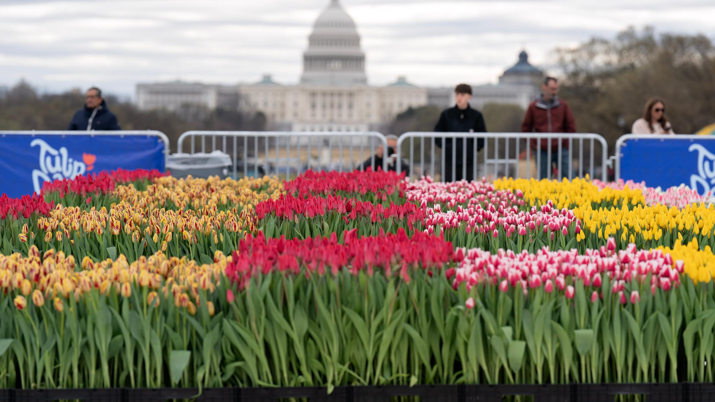 Tulpentag in Washington