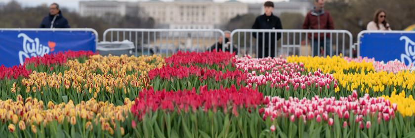 Tulpentag in Washington