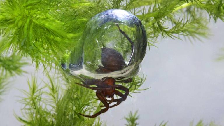 Wasserspinne: Jetzt wird’s gruselig für alle Badesee-Fans: Diese Spinne benutzt eine selbstgebaute Taucherglocke - per Luftblase taucht sie ab und kann arglose Schwimmer beißen. Ihr Gift Löst Jucken und eine Schwellung aus.
