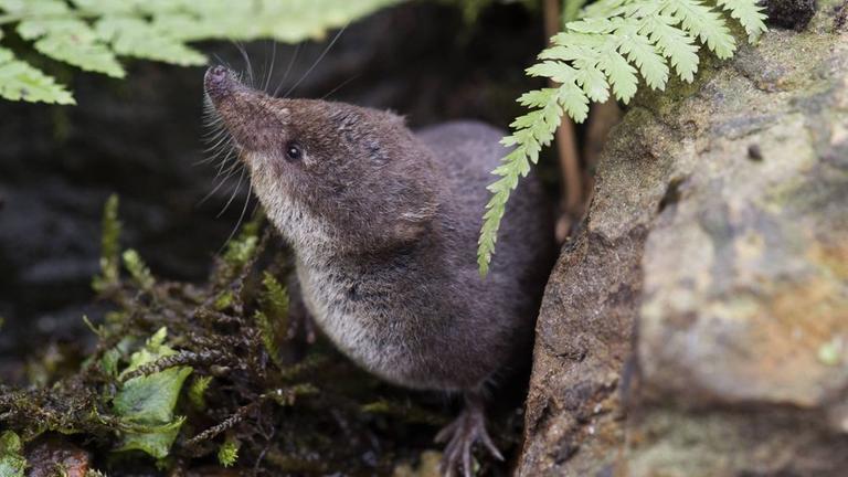 Spitzmaus: Keine Maus, sondern ein sogenannter Insektenfresser: Einige Spitzmausarten töten Insekten mit ihrem giftigen Speichel. Menschen tut ihr Biss auch weh – und kann Viren übertragen.
