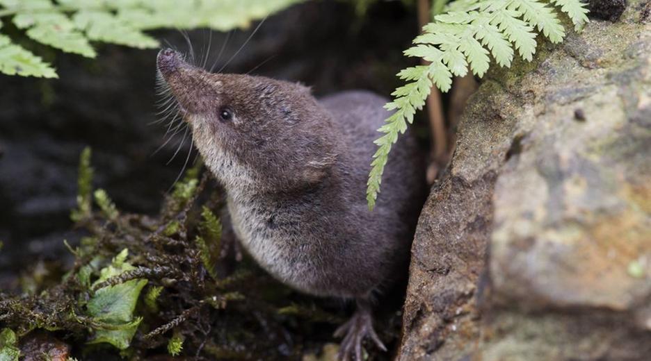 Spitzmaus: Keine Maus, sondern ein sogenannter Insektenfresser: Einige Spitzmausarten töten Insekten mit ihrem giftigen Speichel. Menschen tut ihr Biss auch weh – und kann Viren übertragen.
