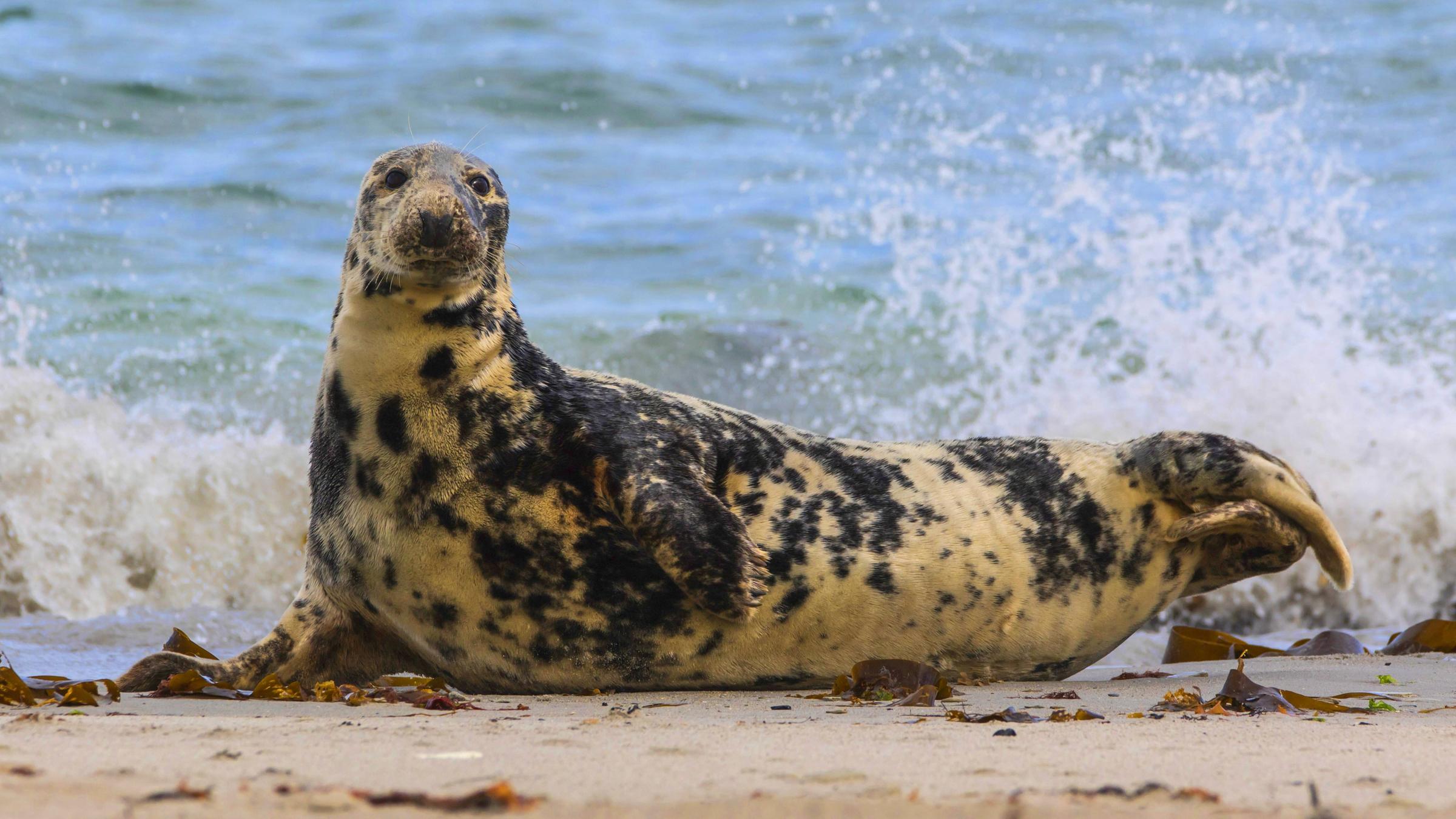 Kegelrobbe am Strand
