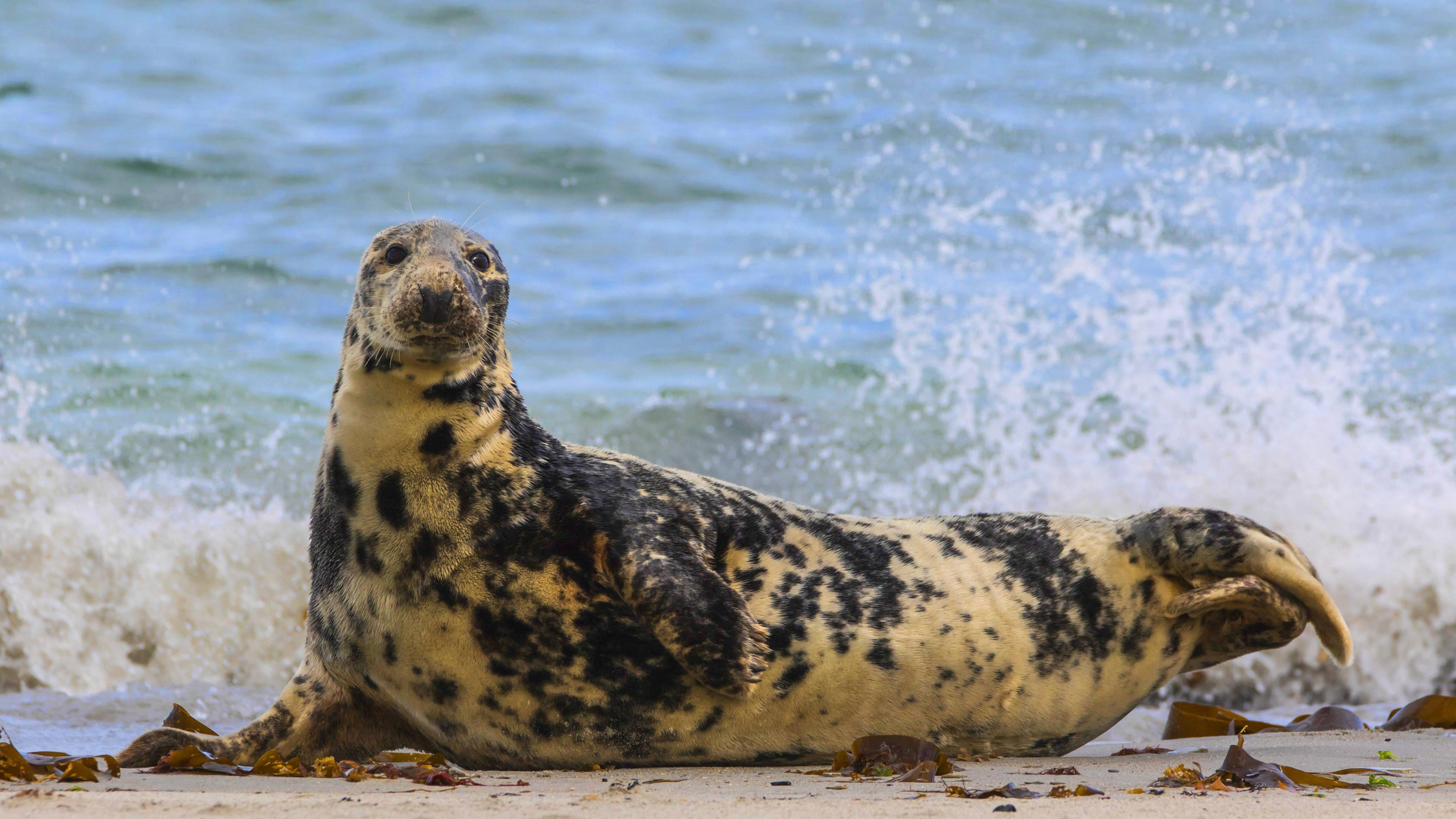 Kegelrobbe am Strand