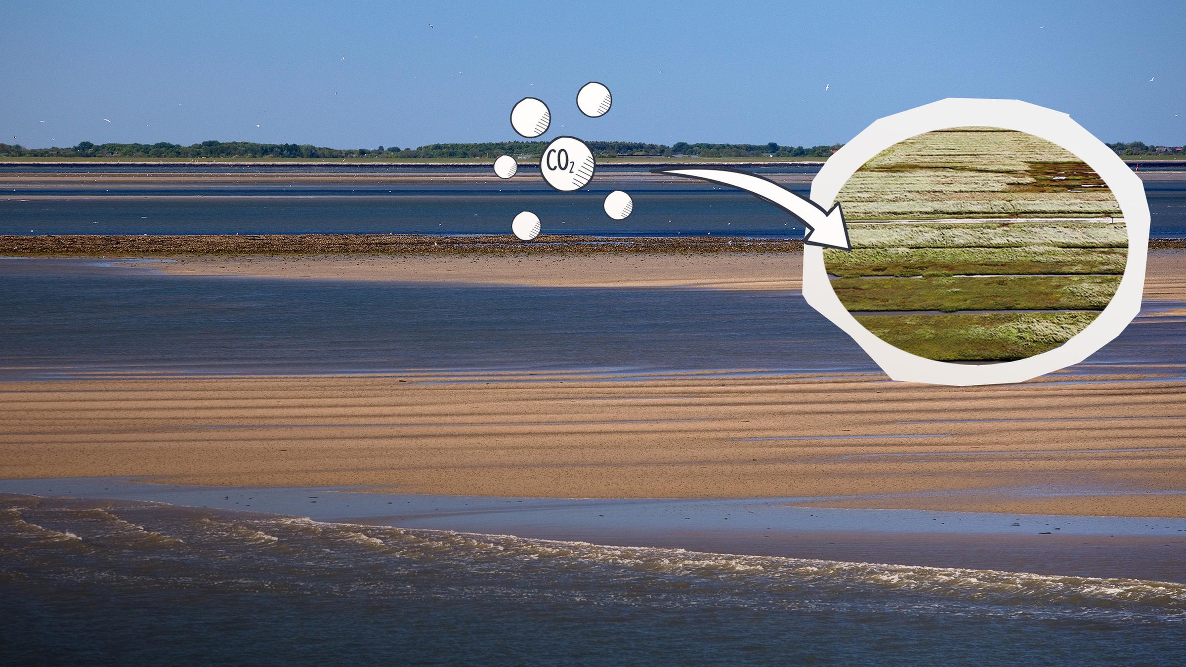 Wattenmeer und Salzwiesen