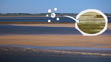 Wattenmeer und Salzwiesen
