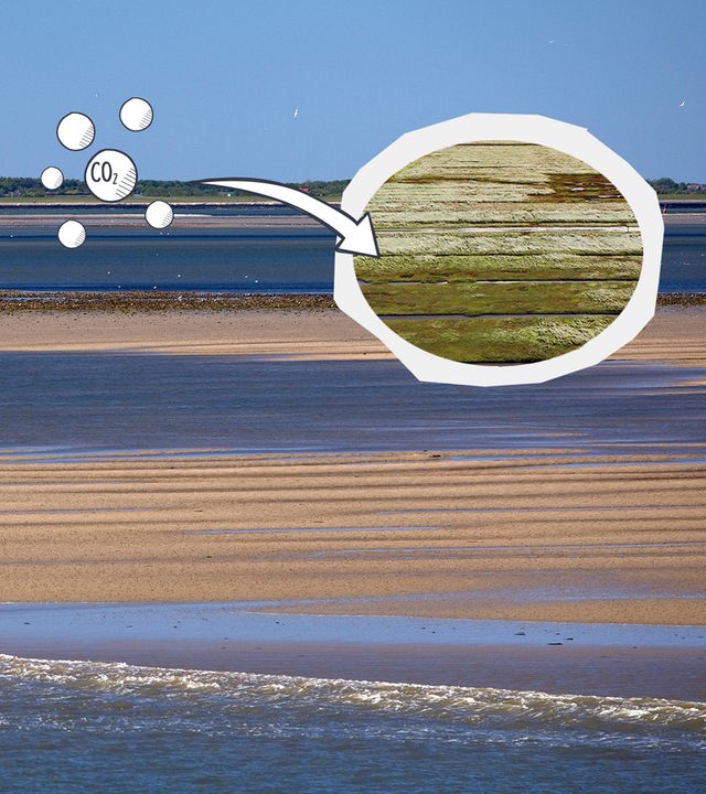 Wattenmeer und Salzwiesen