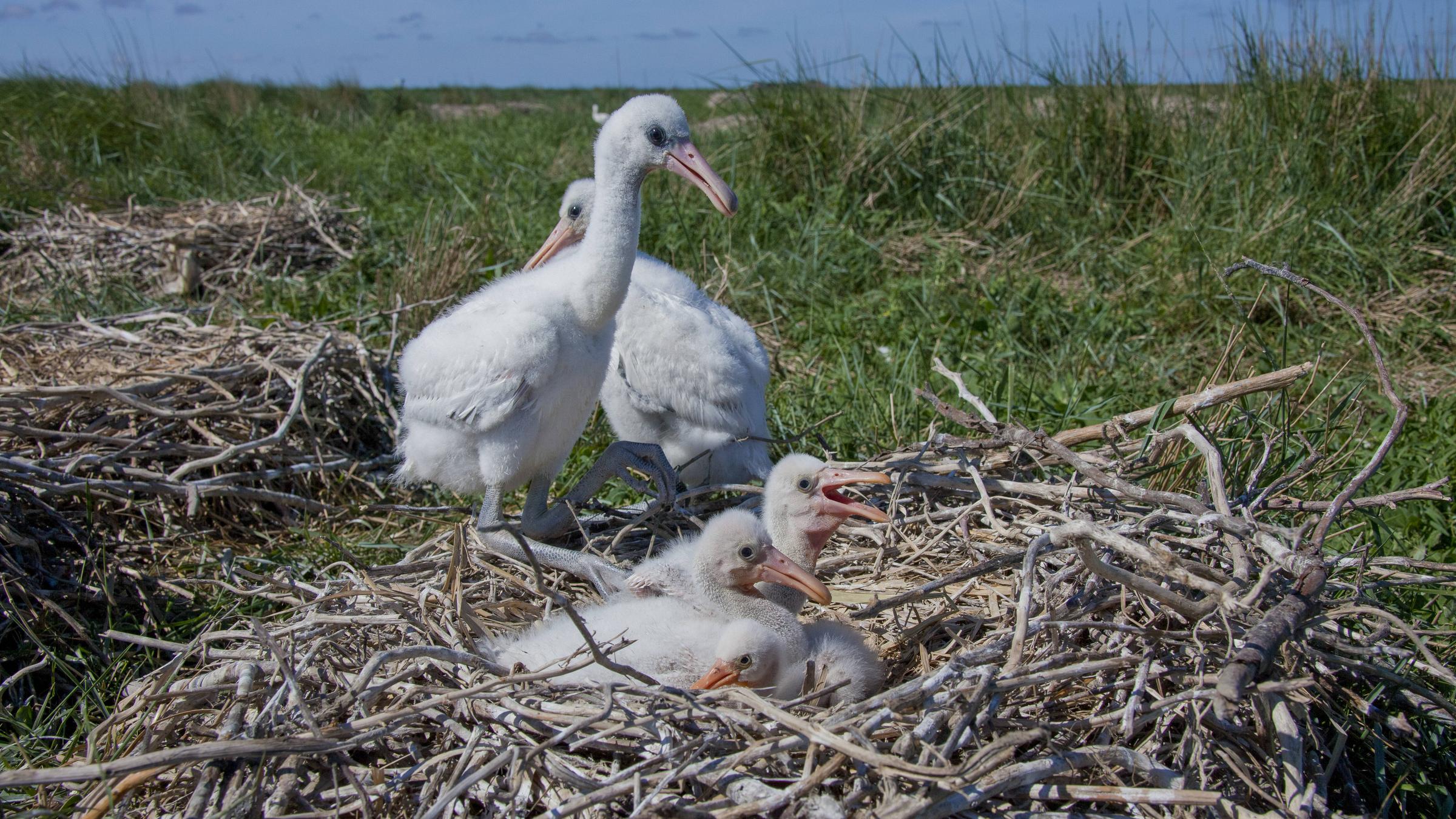Vogeljunge in einem Nest in einer Salzwiese des Wattenmeers