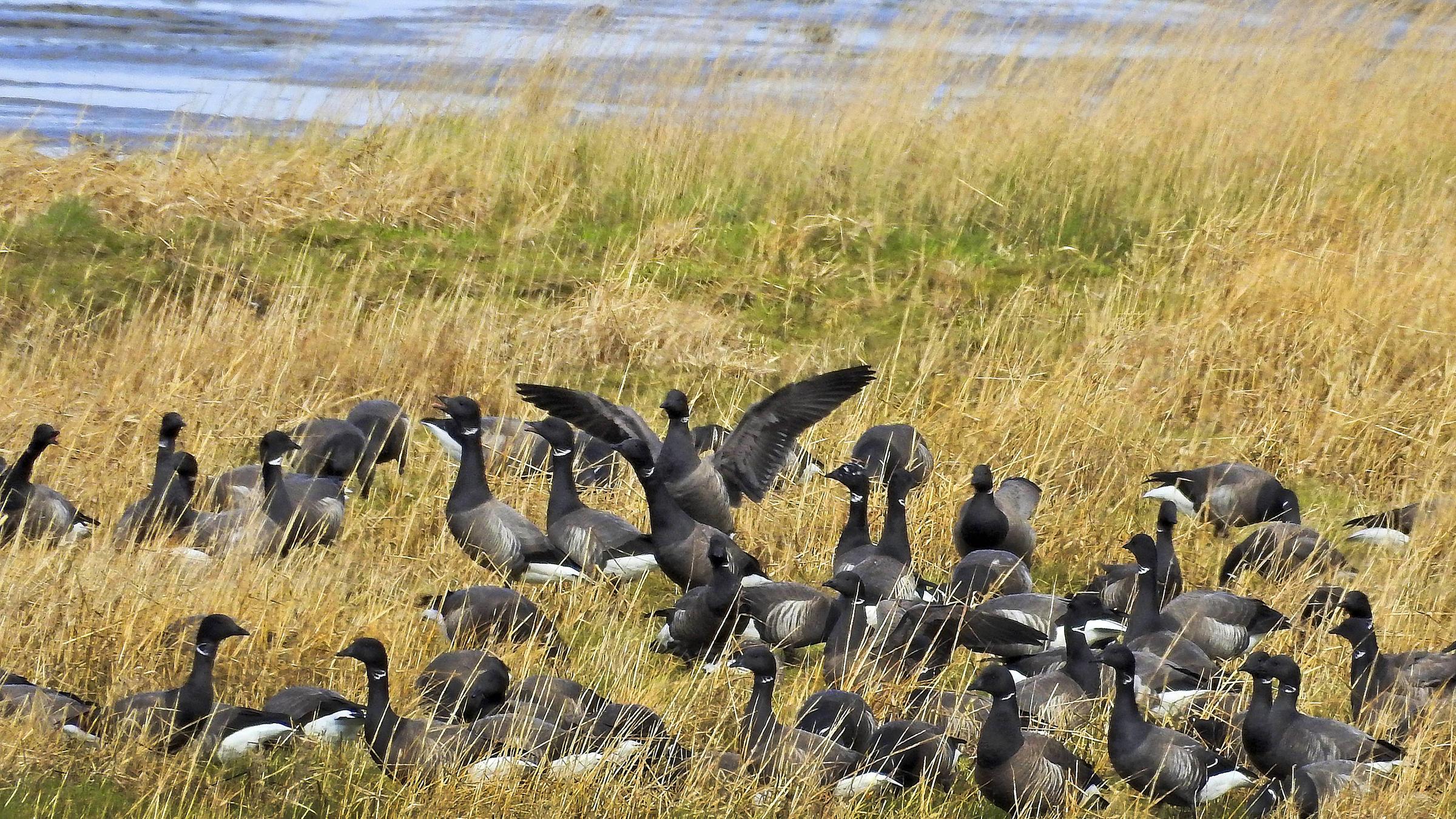 Eine Schar Ringel-Gänse rastet bei Nordeeich