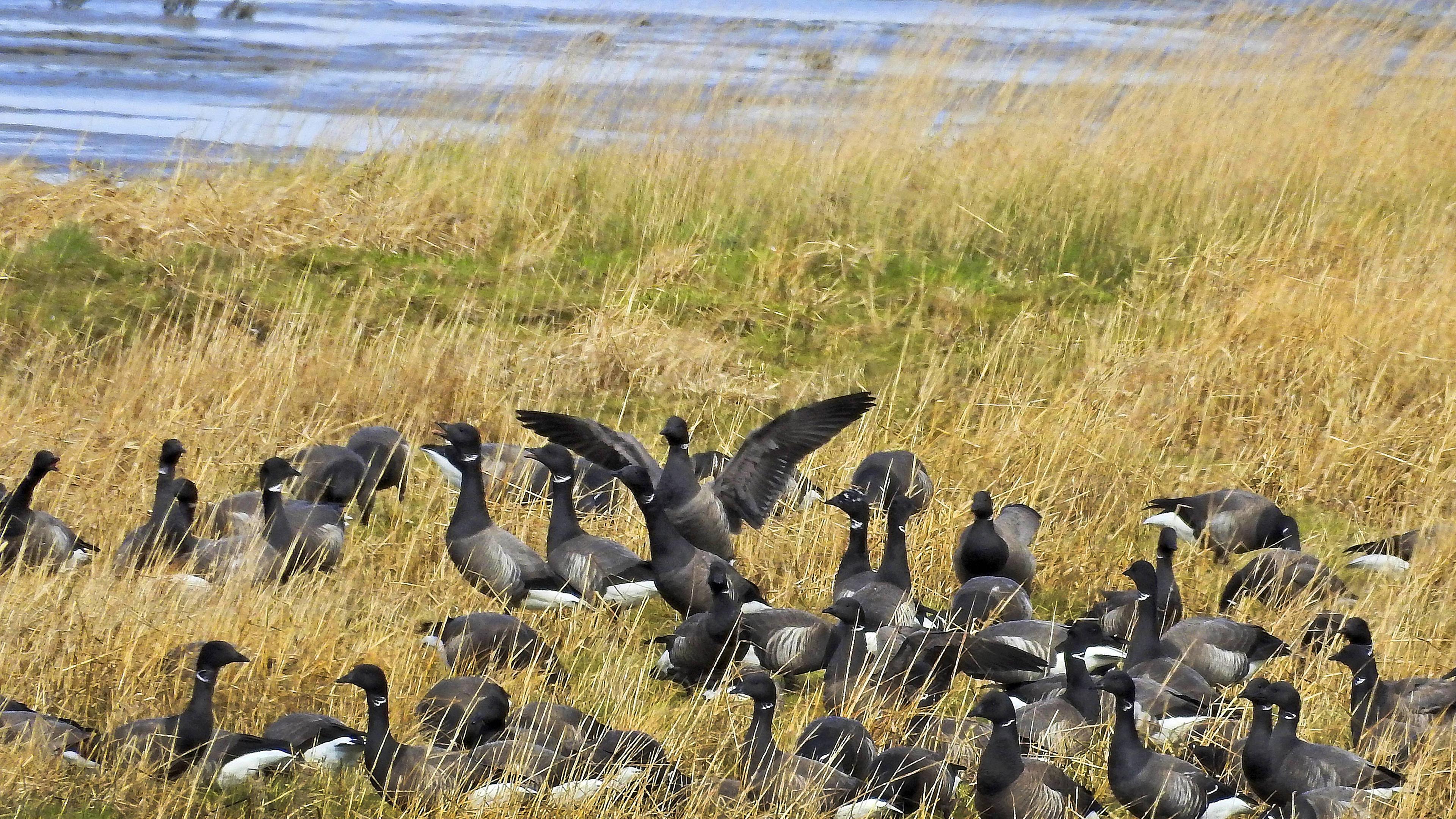Eine Schar Ringel-Gänse rastet bei Nordeeich