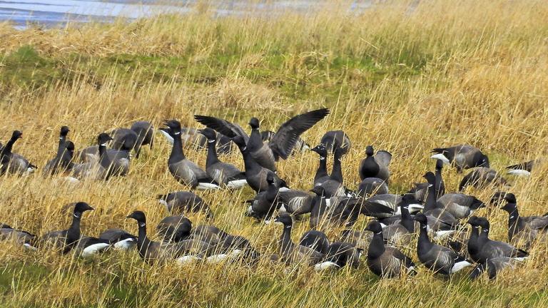 Eine Schar Ringel-Gänse rastet bei Nordeeich
