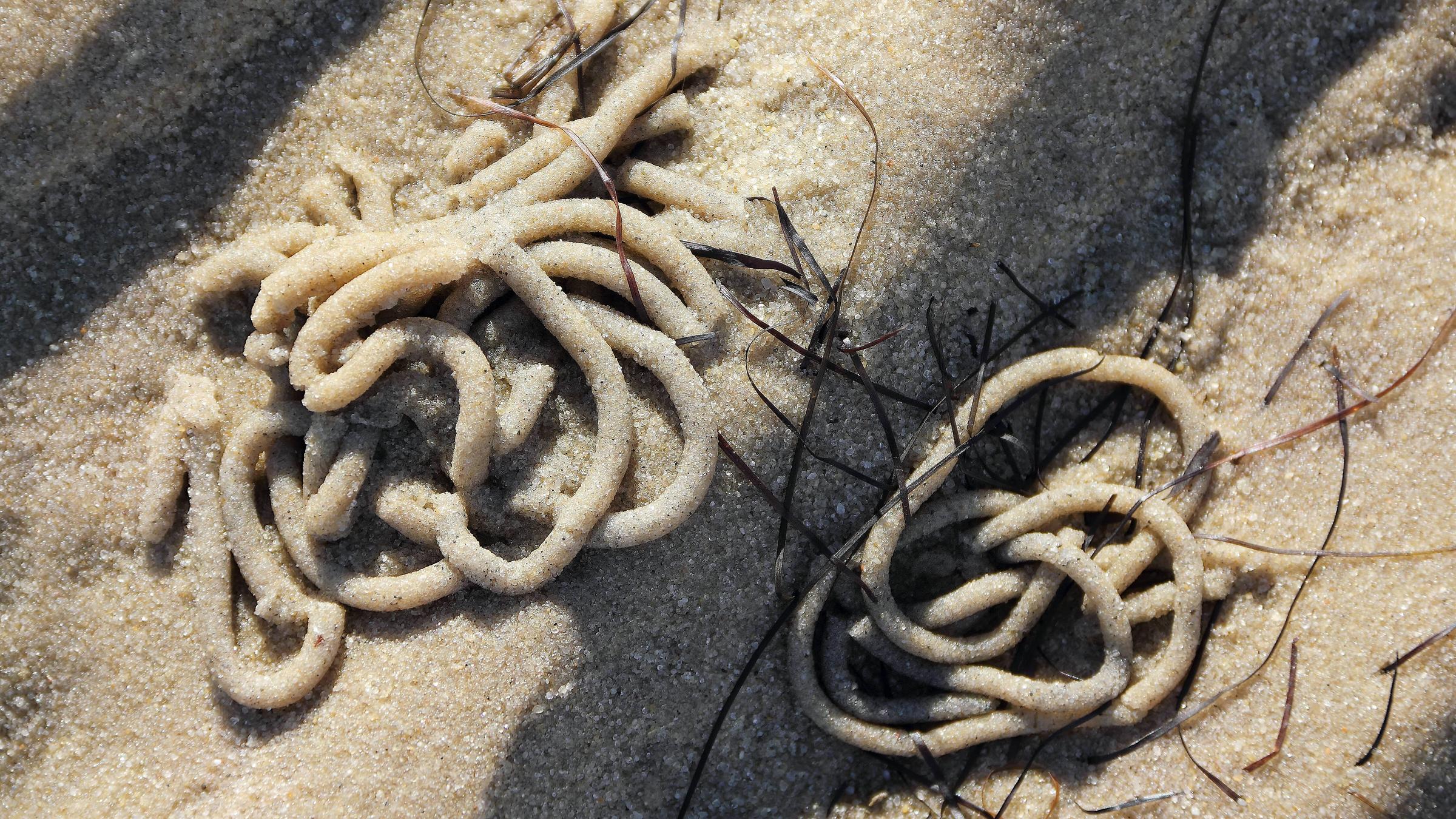 Wattwurmhaufen bei Ebbe Das Wattenmeer der Nordsee ist eine der letzten ursprünglichen Naturlandschaften Mitteleuropas. Der Wattwurm (Arenicola marina) trägt erheblich zur Erhaltung des Wattenmeers bei, indem er ständig den Sand im Watt filtert. Seine Ausscheidungen, die Wattwurmhäufchen, sind gereinigter Sand. 
