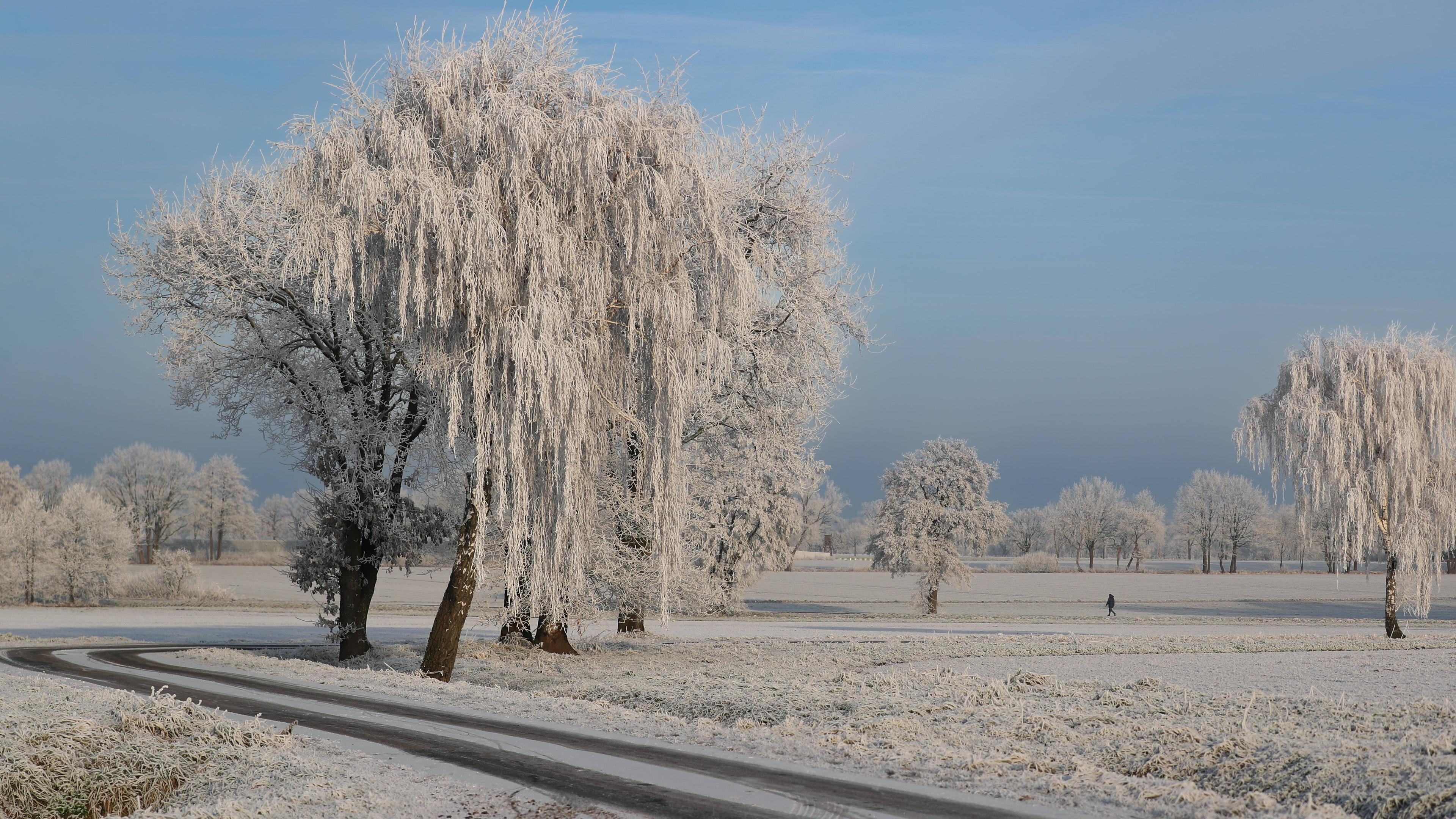 Eingeschneite Bäume und blauer Himmel
