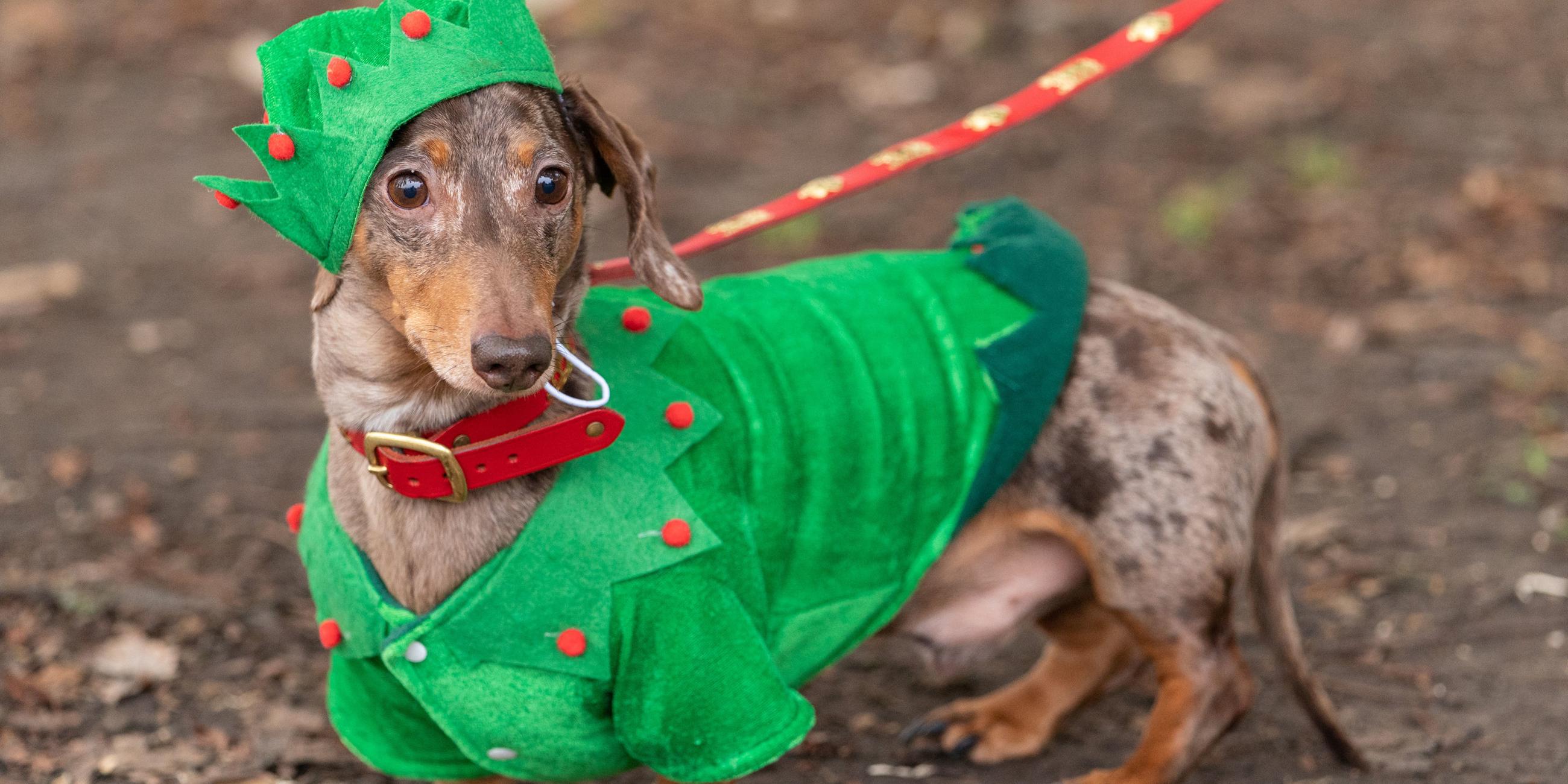 Hund im Weihnachtskostüm