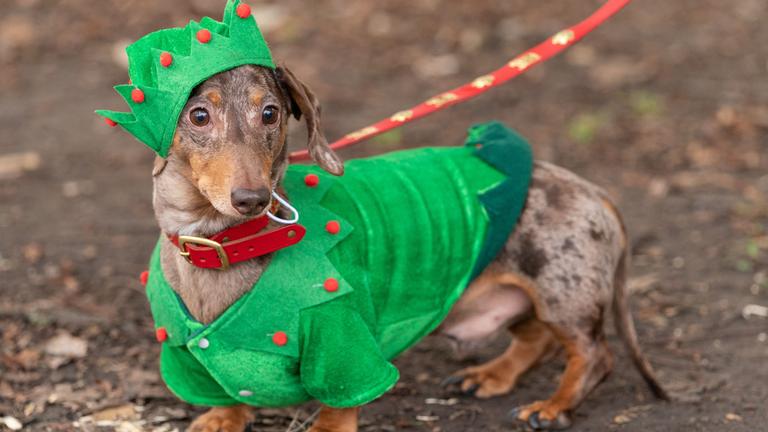 Hund im Weihnachtskostüm