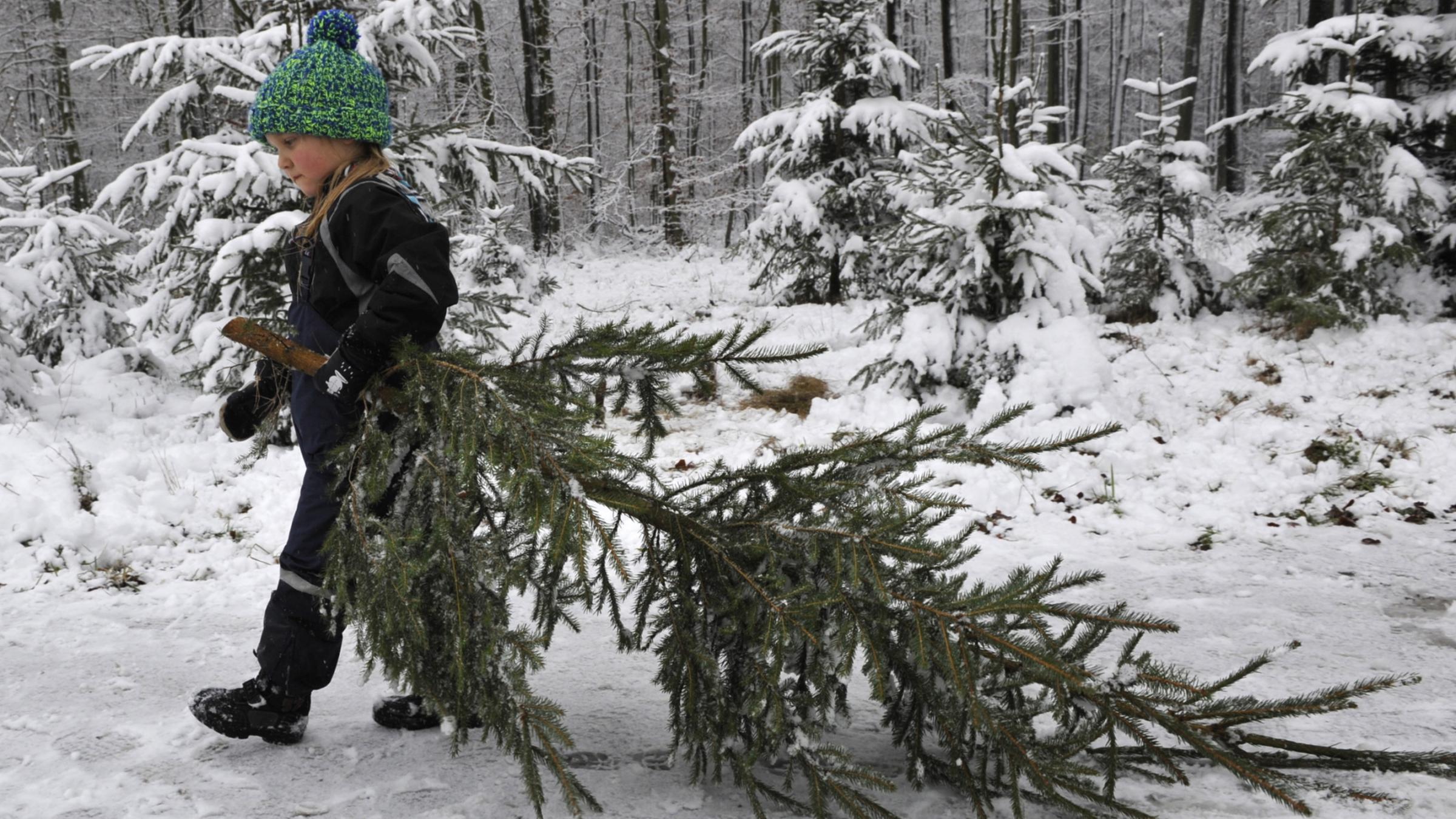 Ein Kind zieht einen Weihnachtsbaum hinter sich her