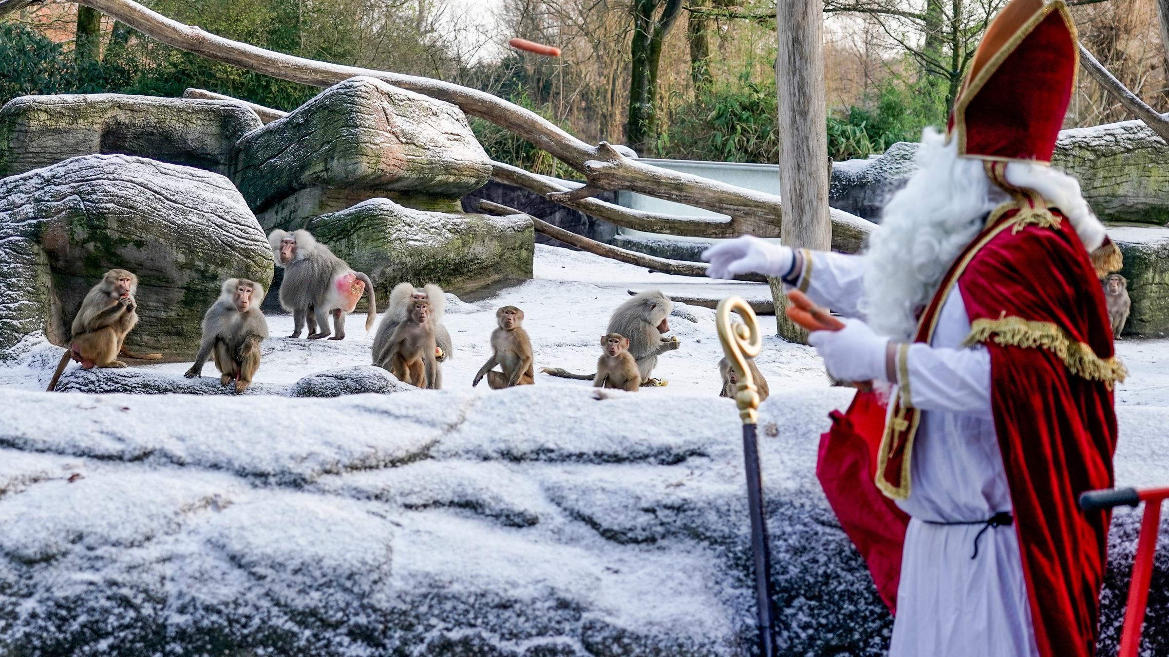 Weihnachtsmann bei Affen im Zoo