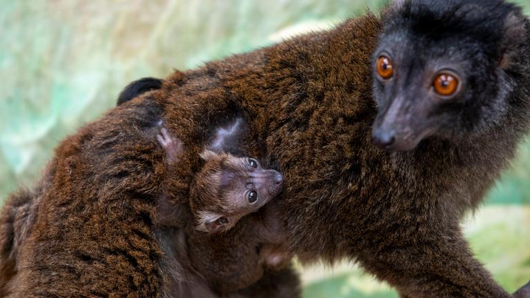 Affe mit Kind in Zoo in England
