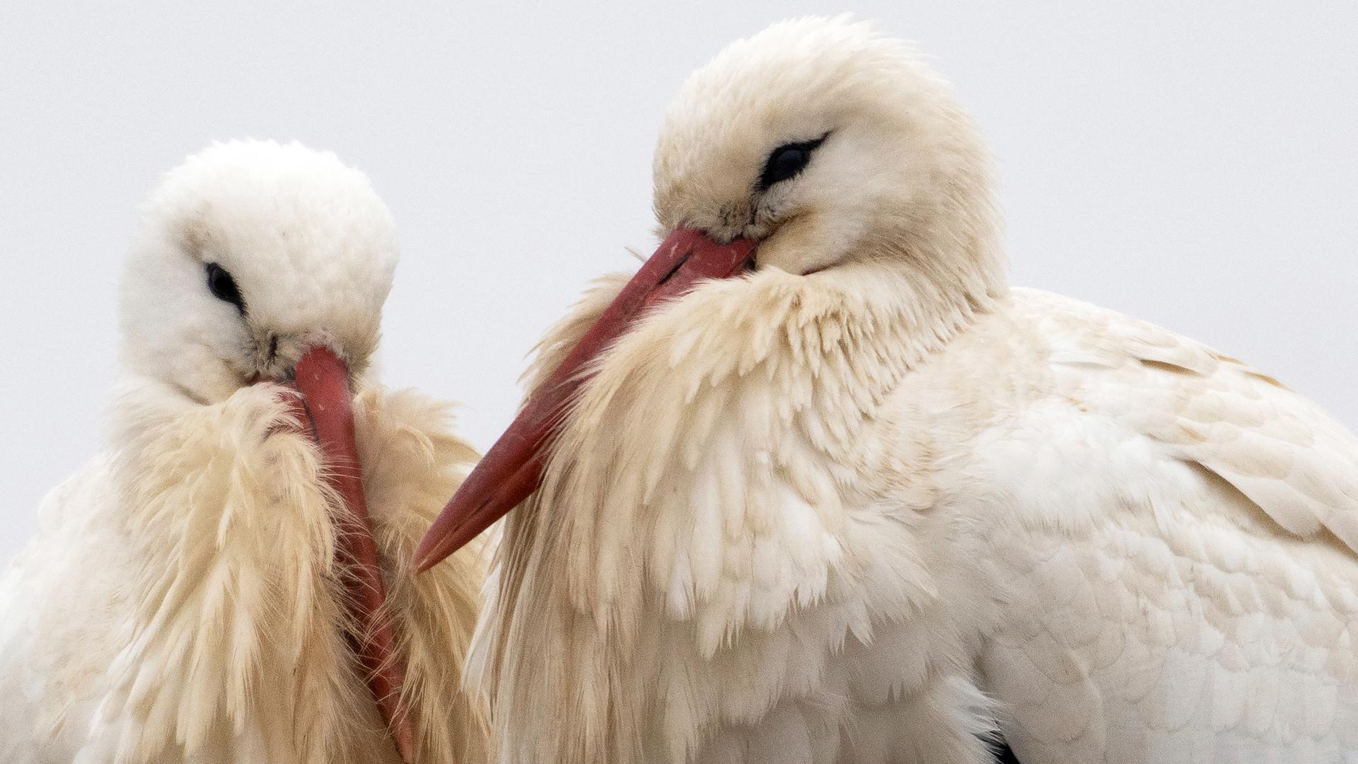 Zwei Weißstörche sitzen auf ihrem Nest