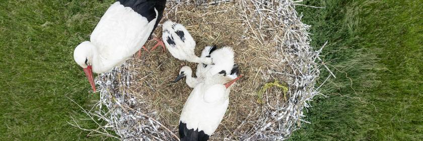 Eine Storchenfamilie in ihrem Horst. 