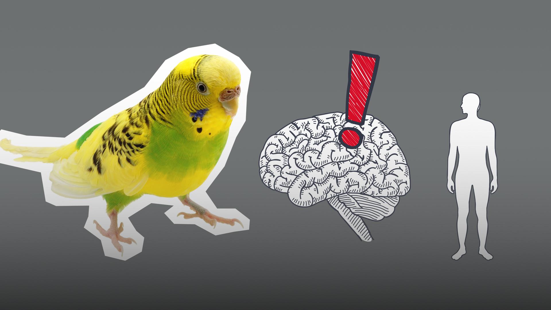 Wellensittich und ein menschlisches Gehirn grafisch dargestellt
