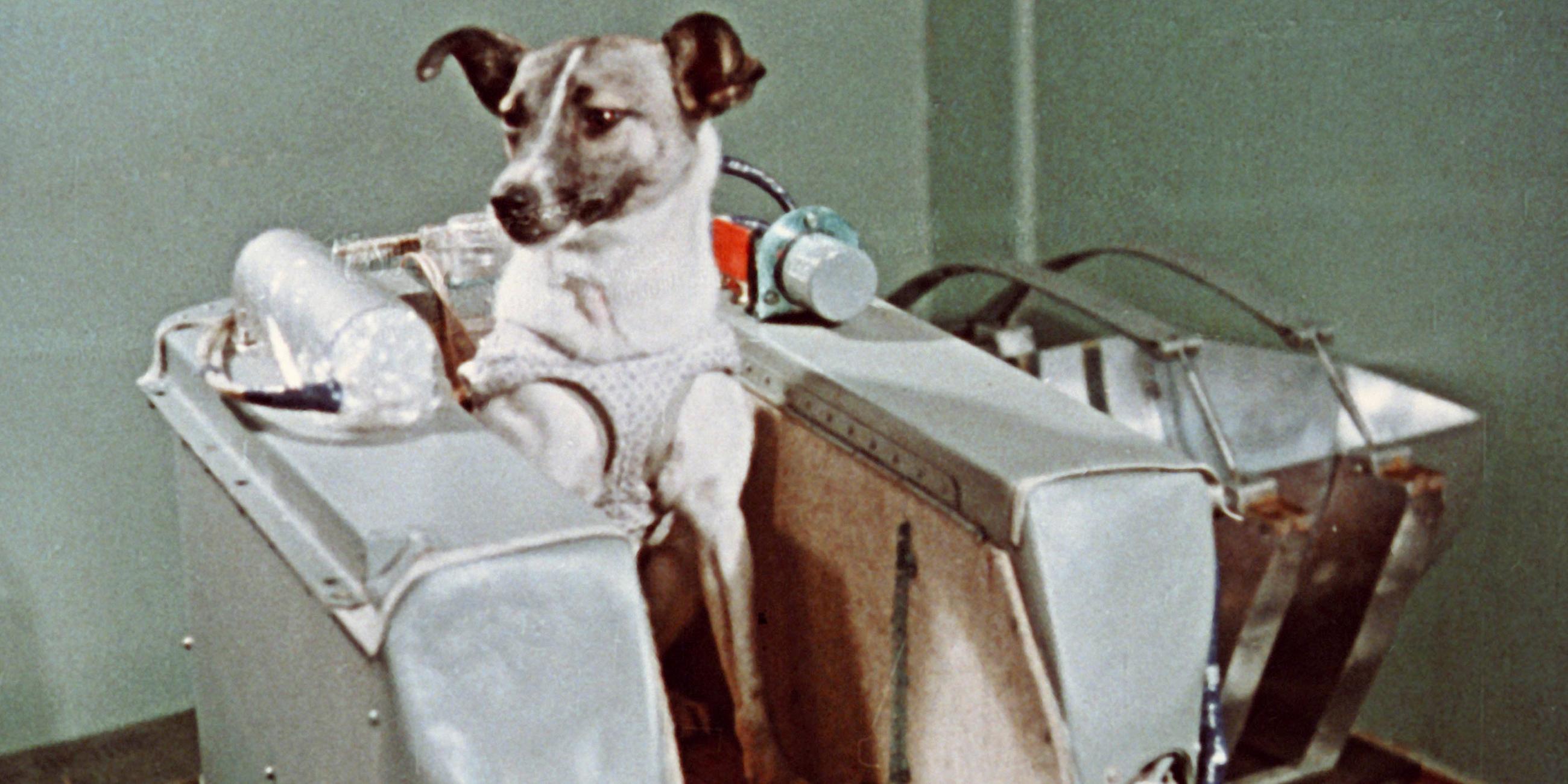 Laika