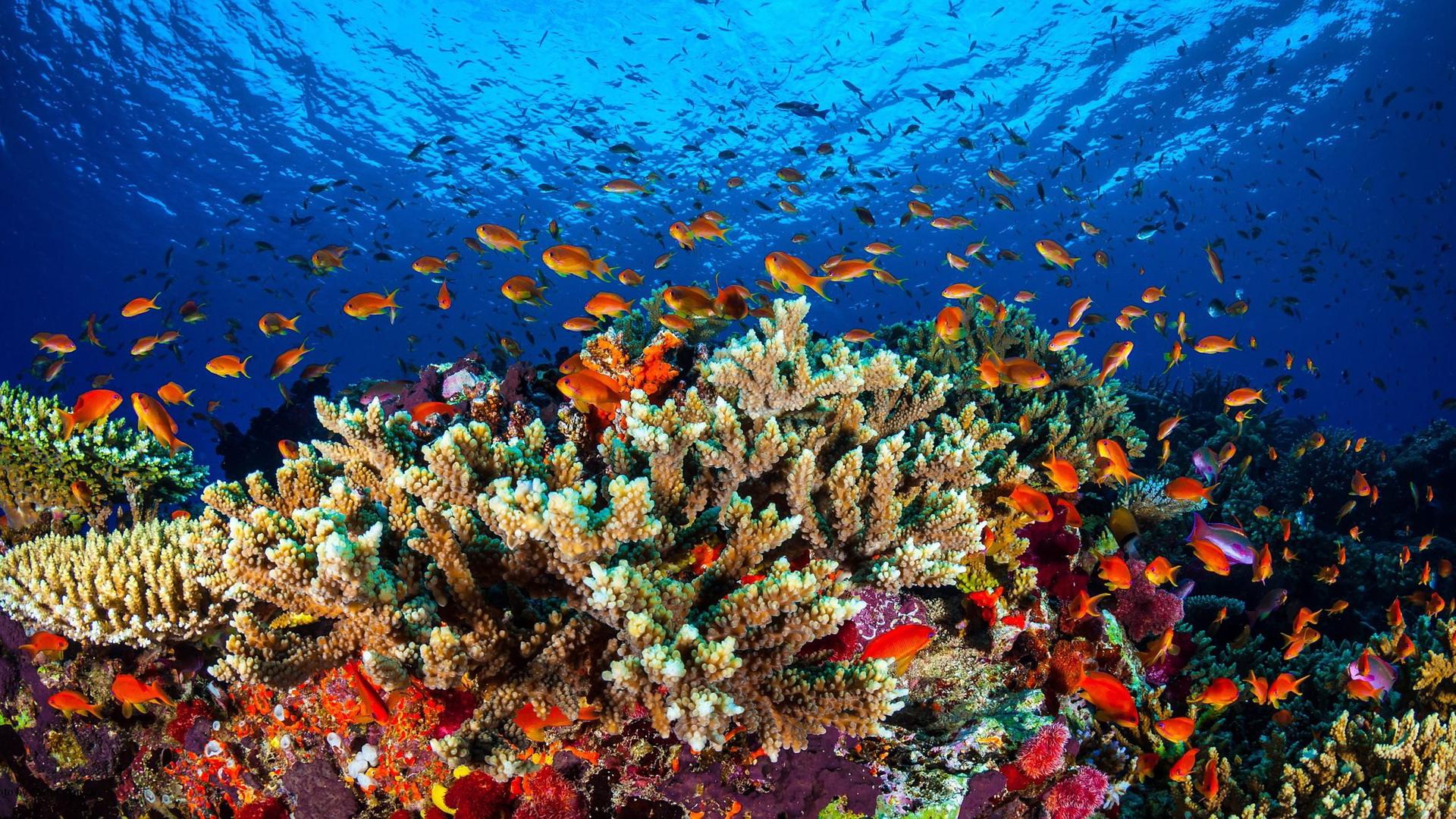 Fische und Korallen am Great Barrier Reef