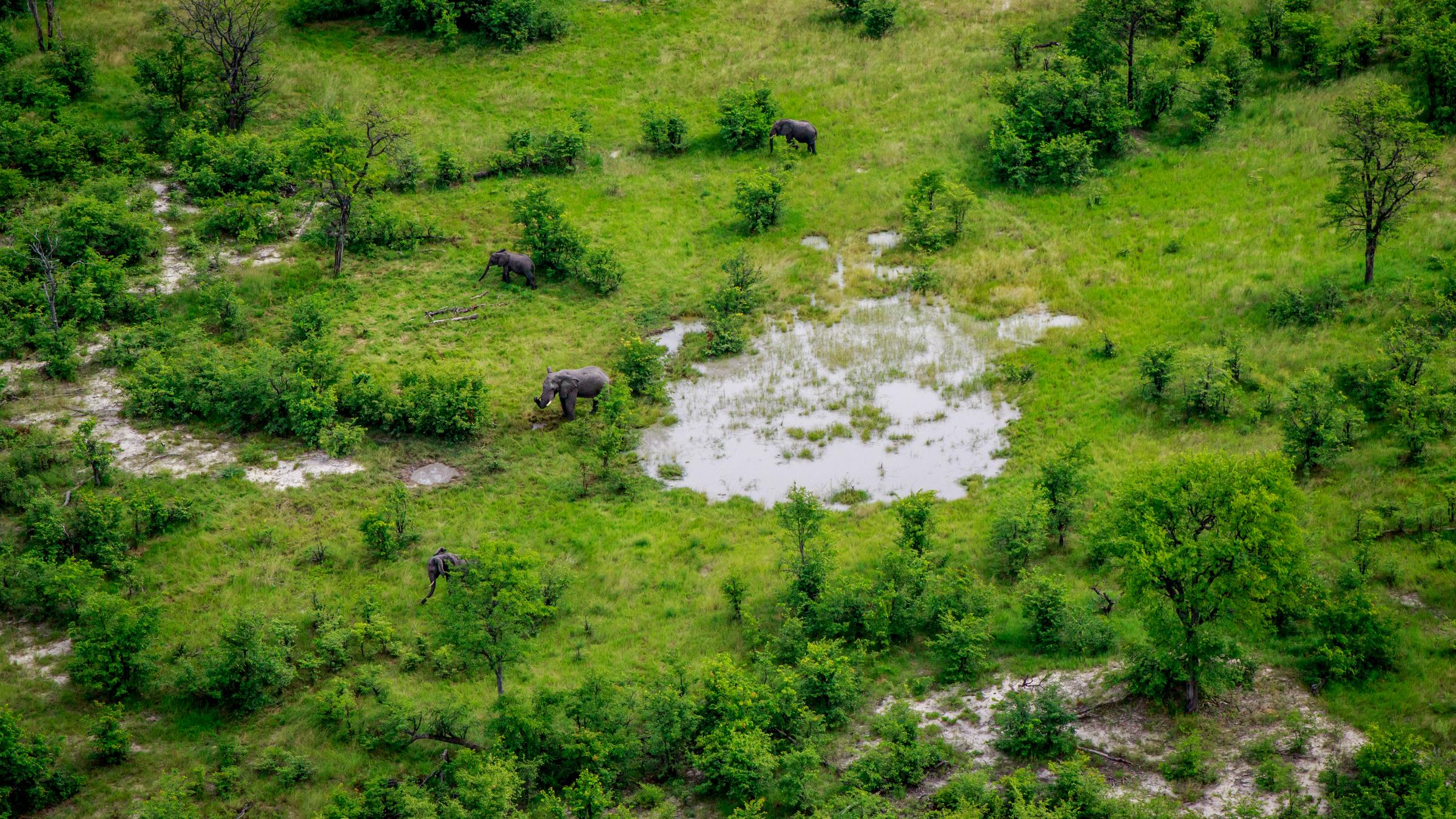 Elefanten im Okavango-Delta 