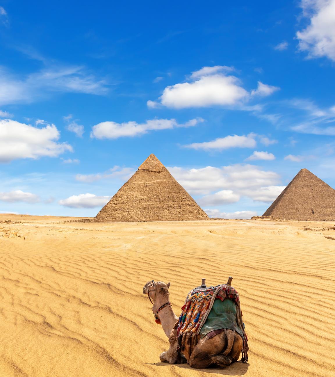 Kamel vor den Pyramiden von Gizeh