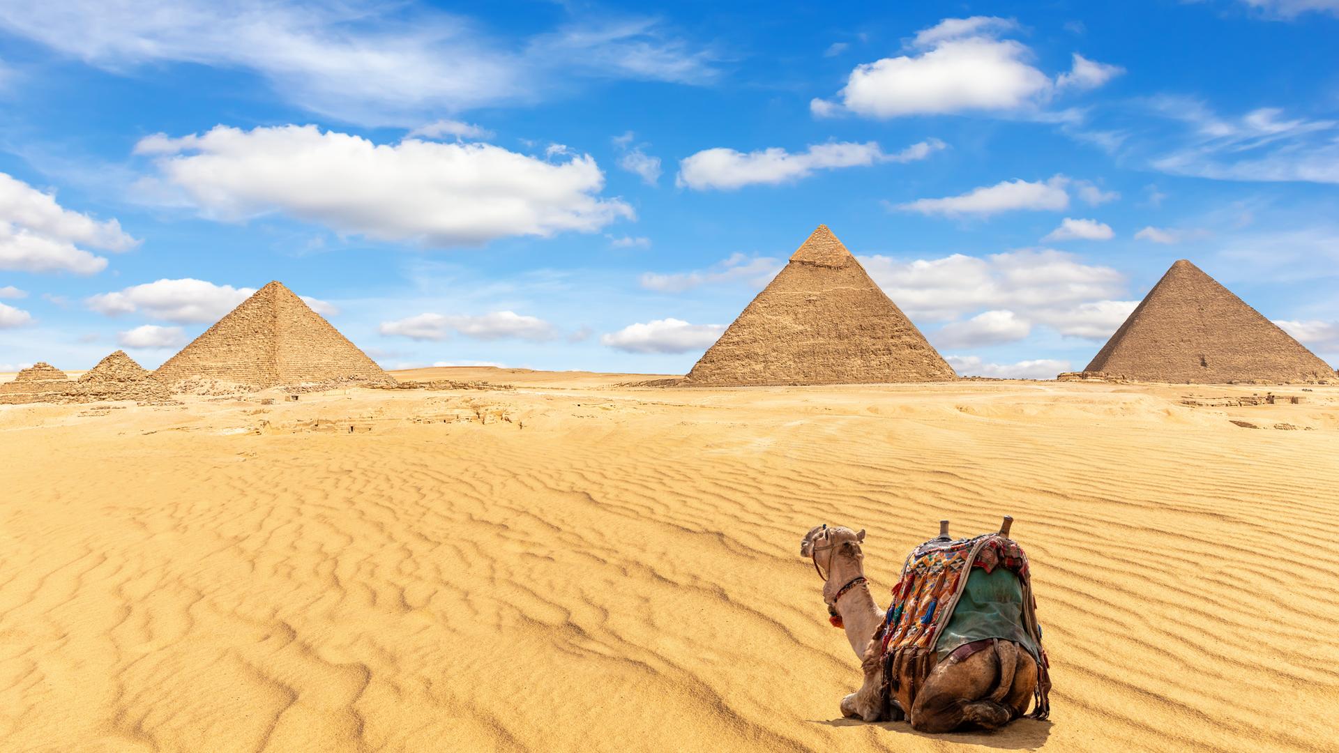 Kamel vor den Pyramiden von Gizeh