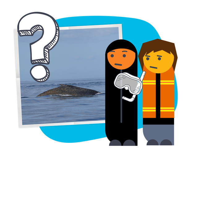 Warum Walrettung so schwer ist