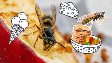 Eine Wespe, ein Eis, Käse, Süßigkeiten