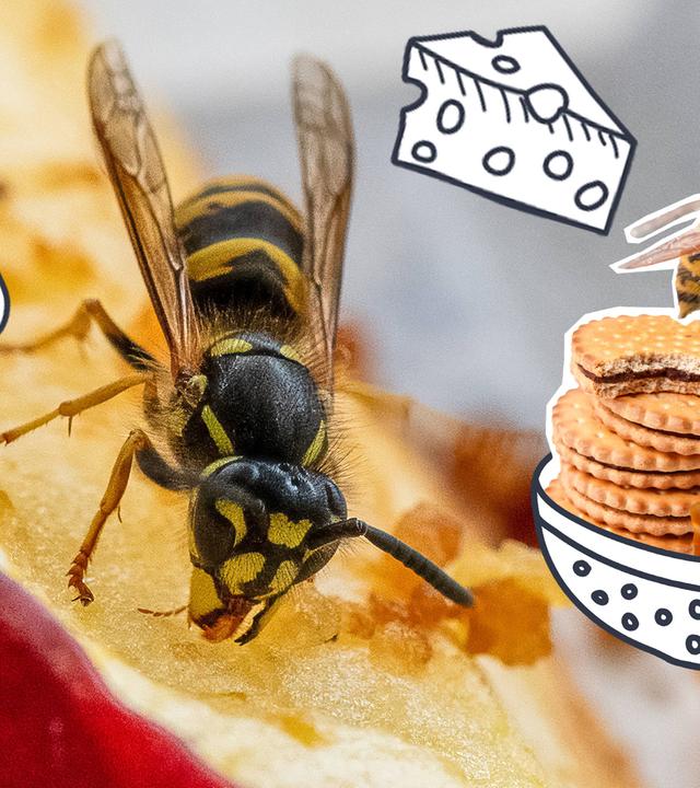 Eine Wespe, ein Eis, Käse, Süßigkeiten