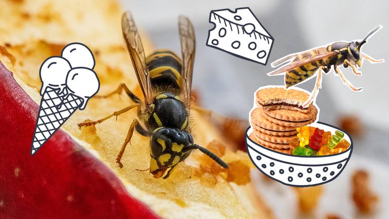 Eine Wespe, ein Eis, Käse, Süßigkeiten