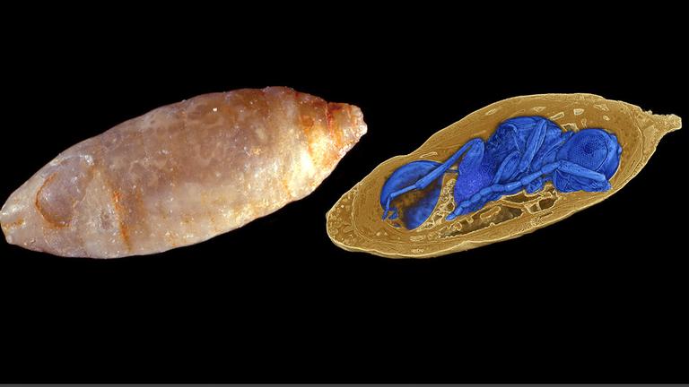 Standbild: Wespen in fossilen Fliegenpuppen entdeckt