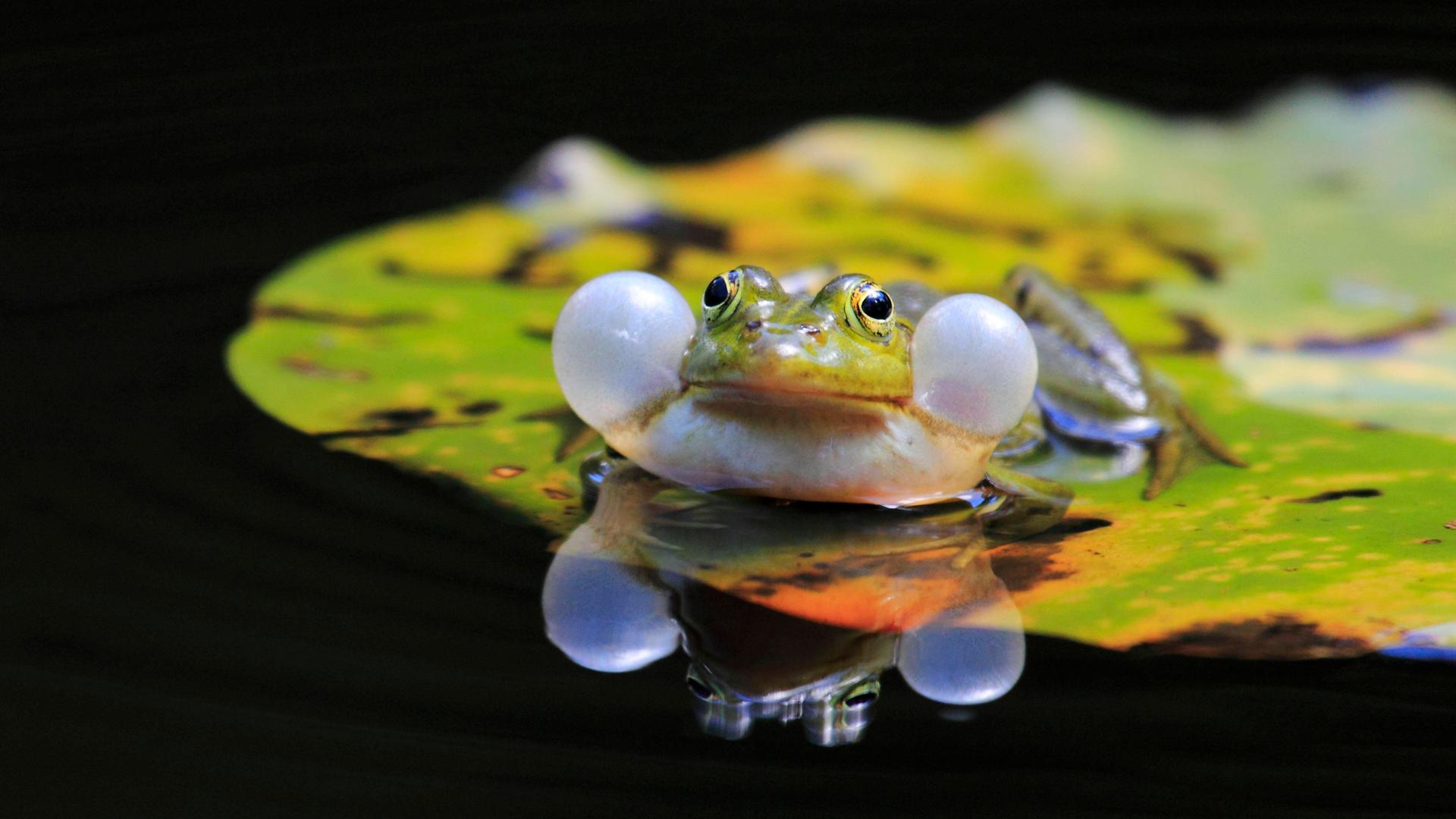 Die Schallblasen eines Frosches