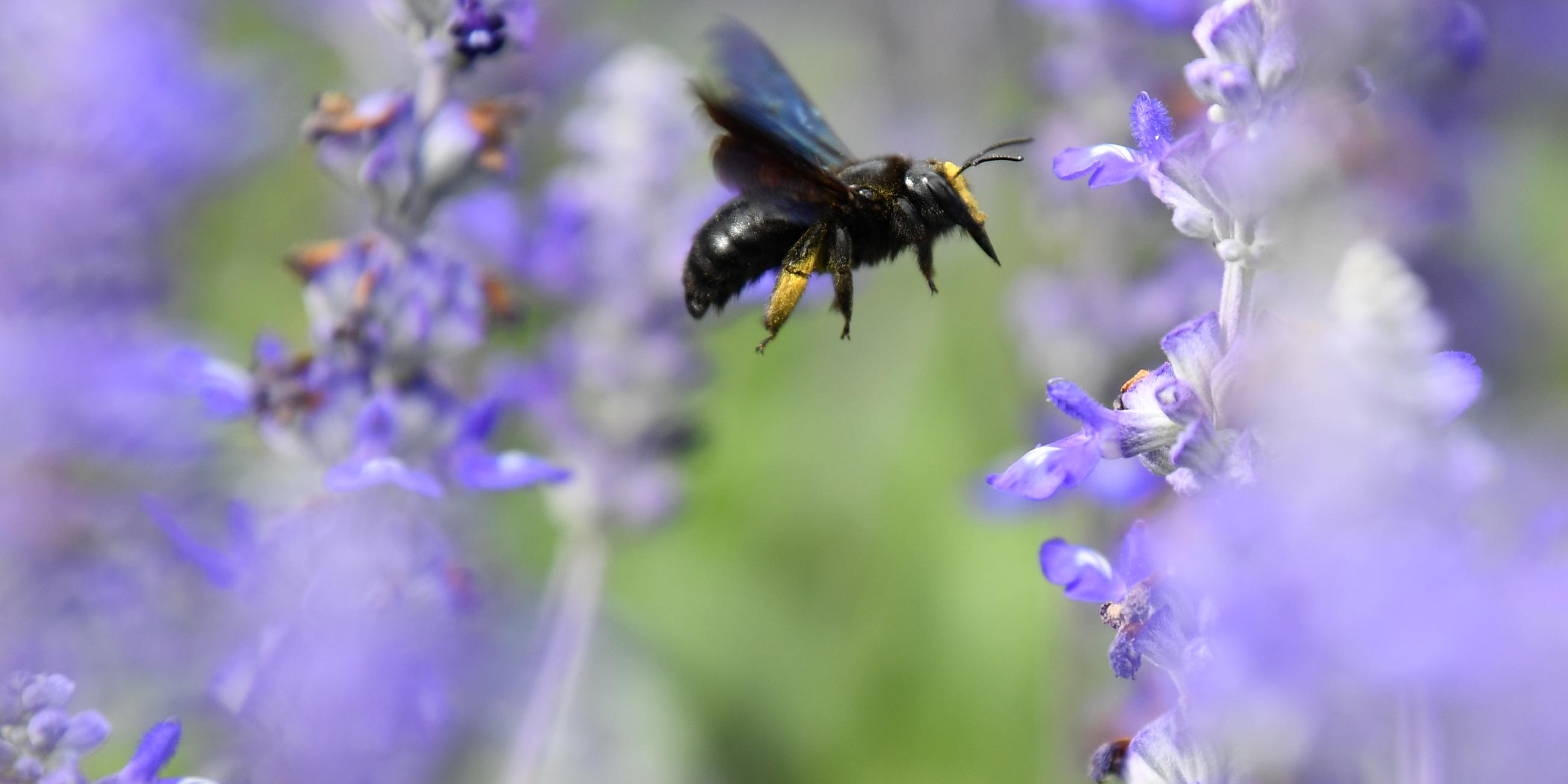 Wildbiene vor einer Blüte