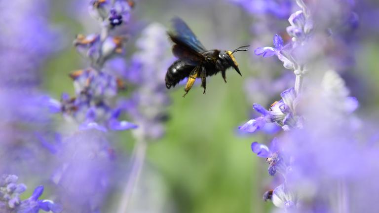 Wildbiene vor einer Blüte