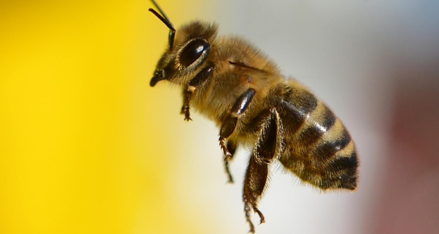 Wildbienen in Deutschland 