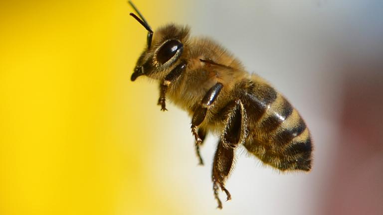 Wildbienen in Deutschland 