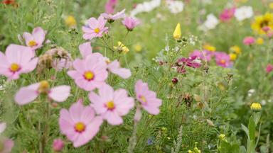 Blumenwiese
