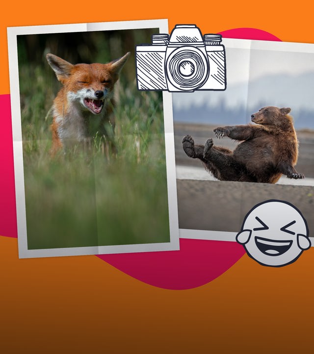 Wildlife Award 2026