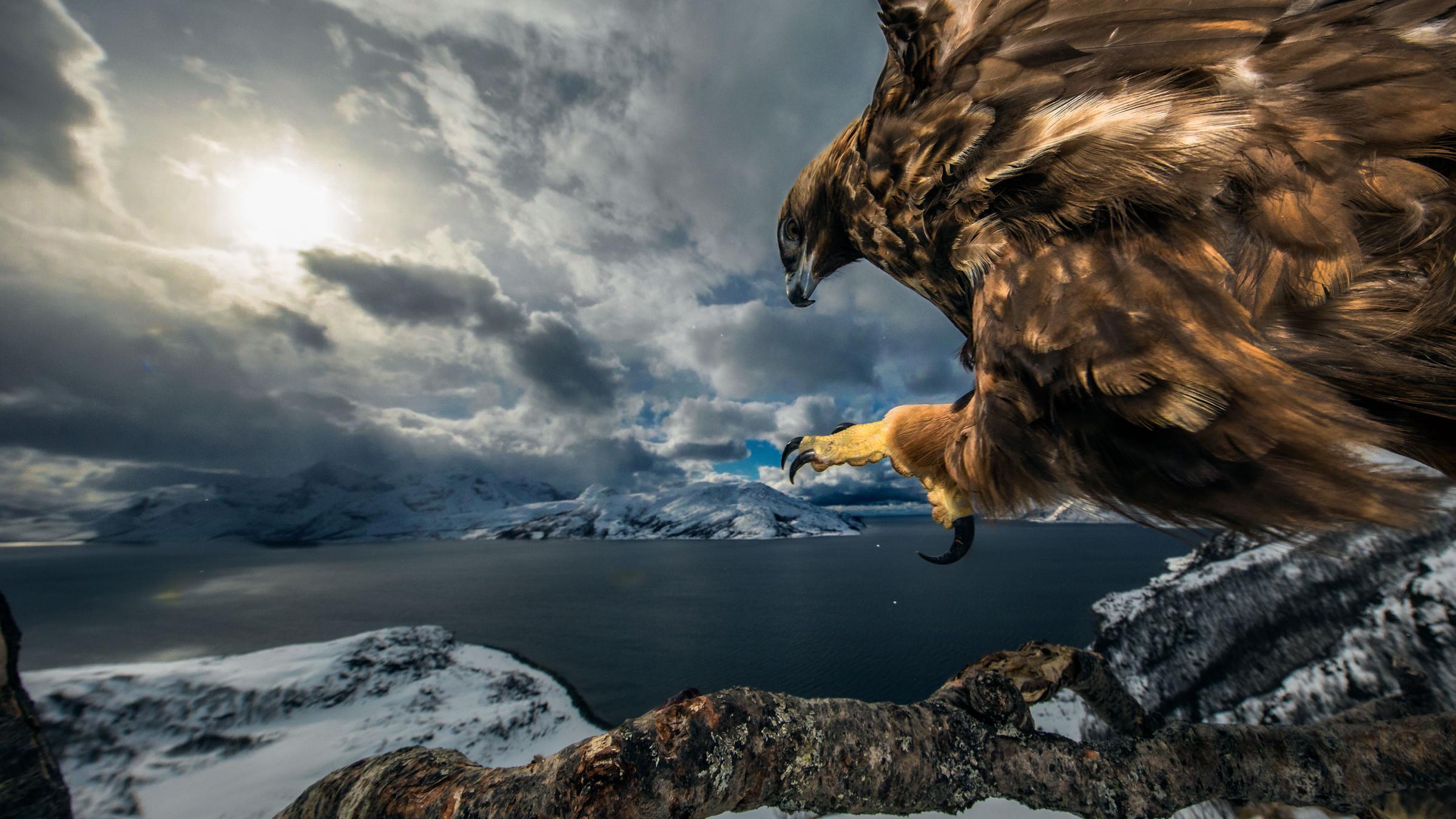 Wildlife Photographer