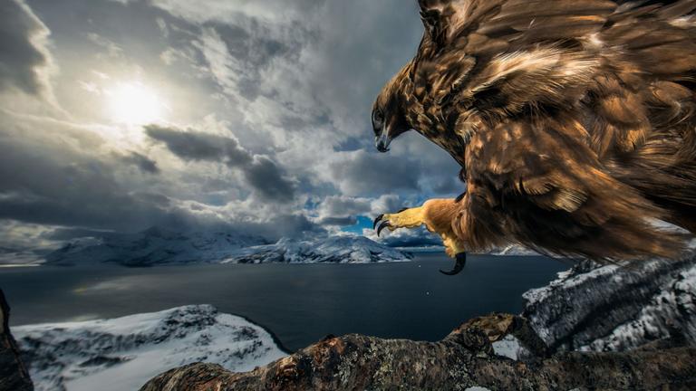 Wildlife Photographer