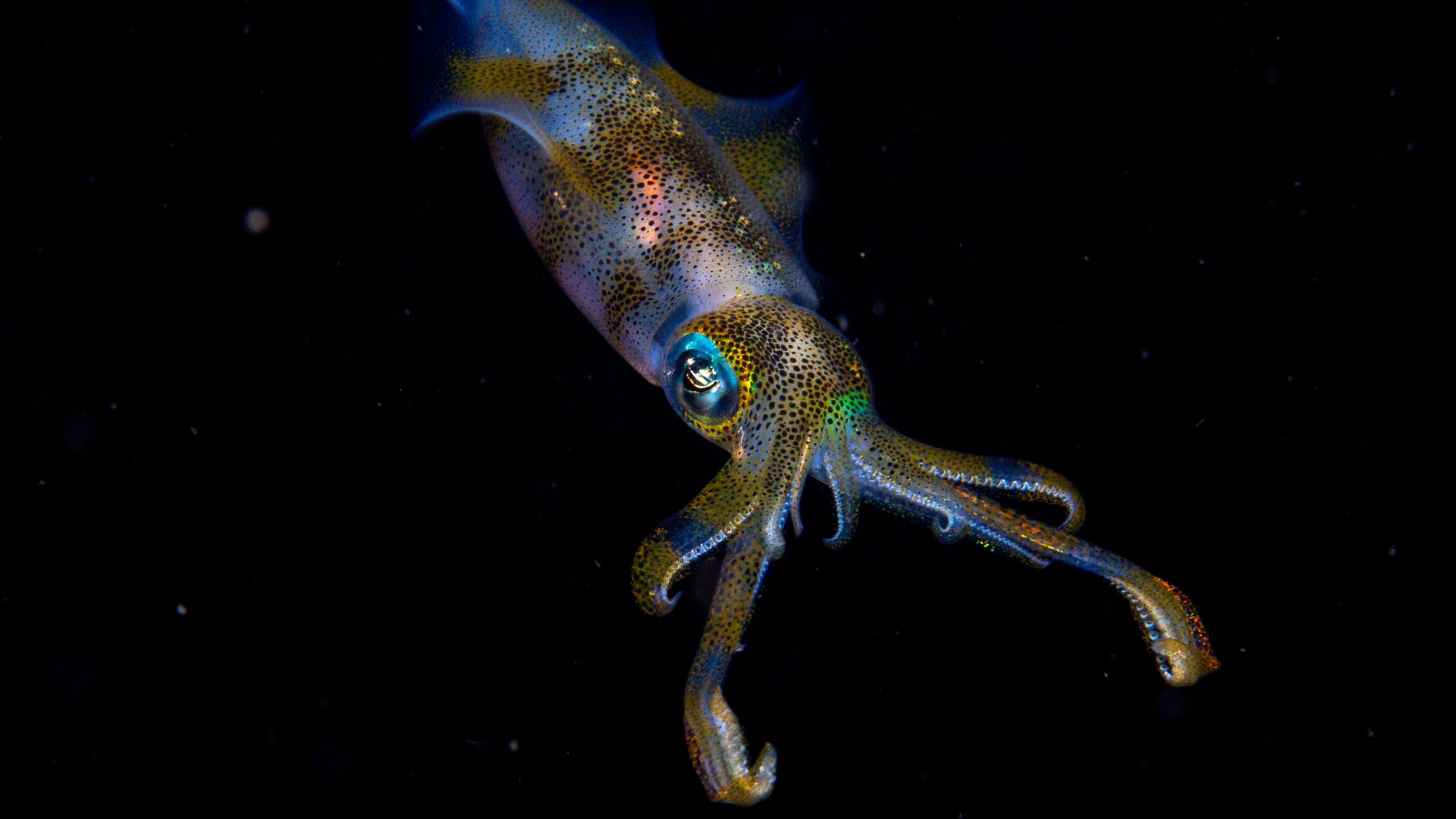 Wildlife Photographer