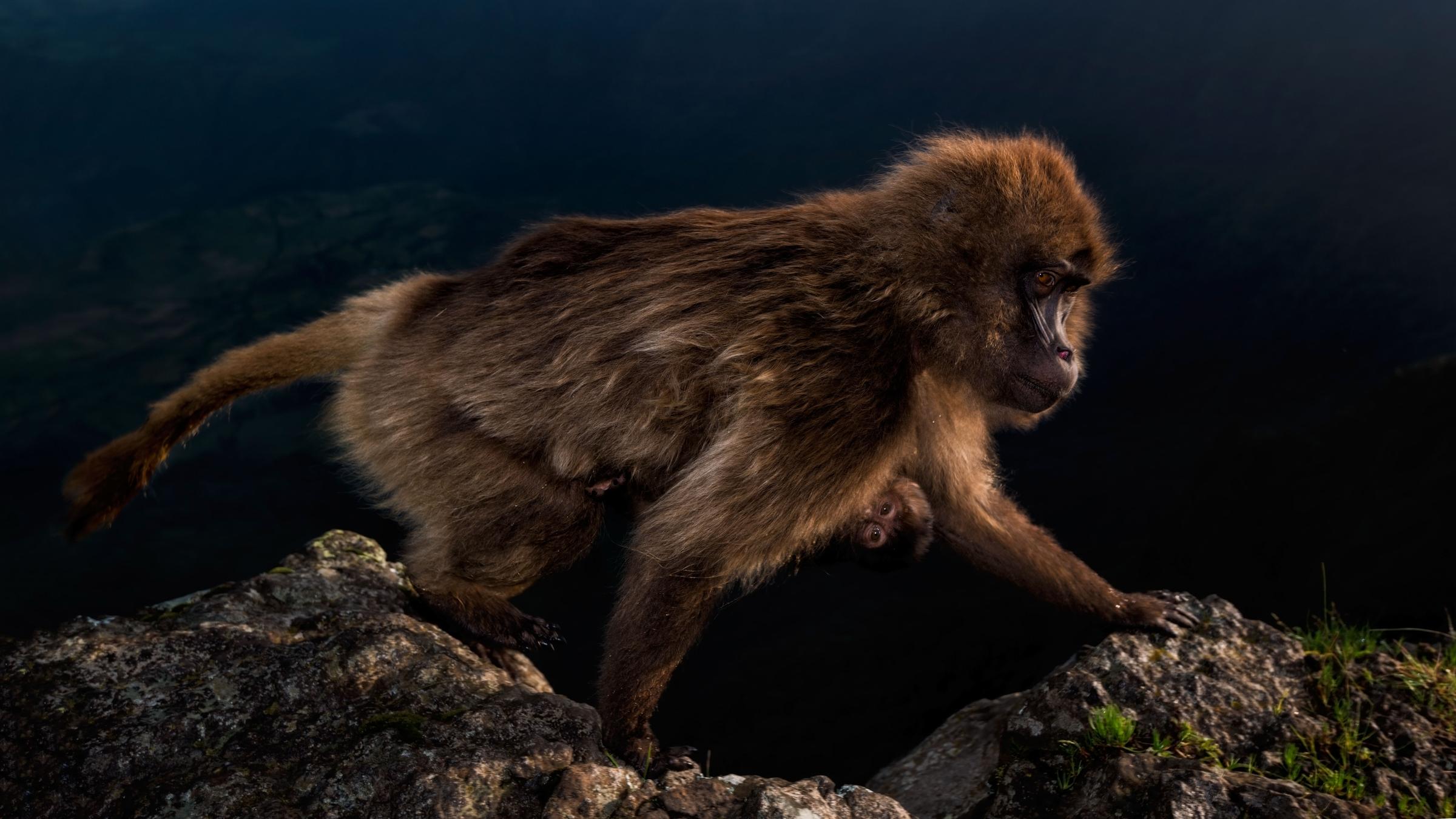 Wildlife Photographer