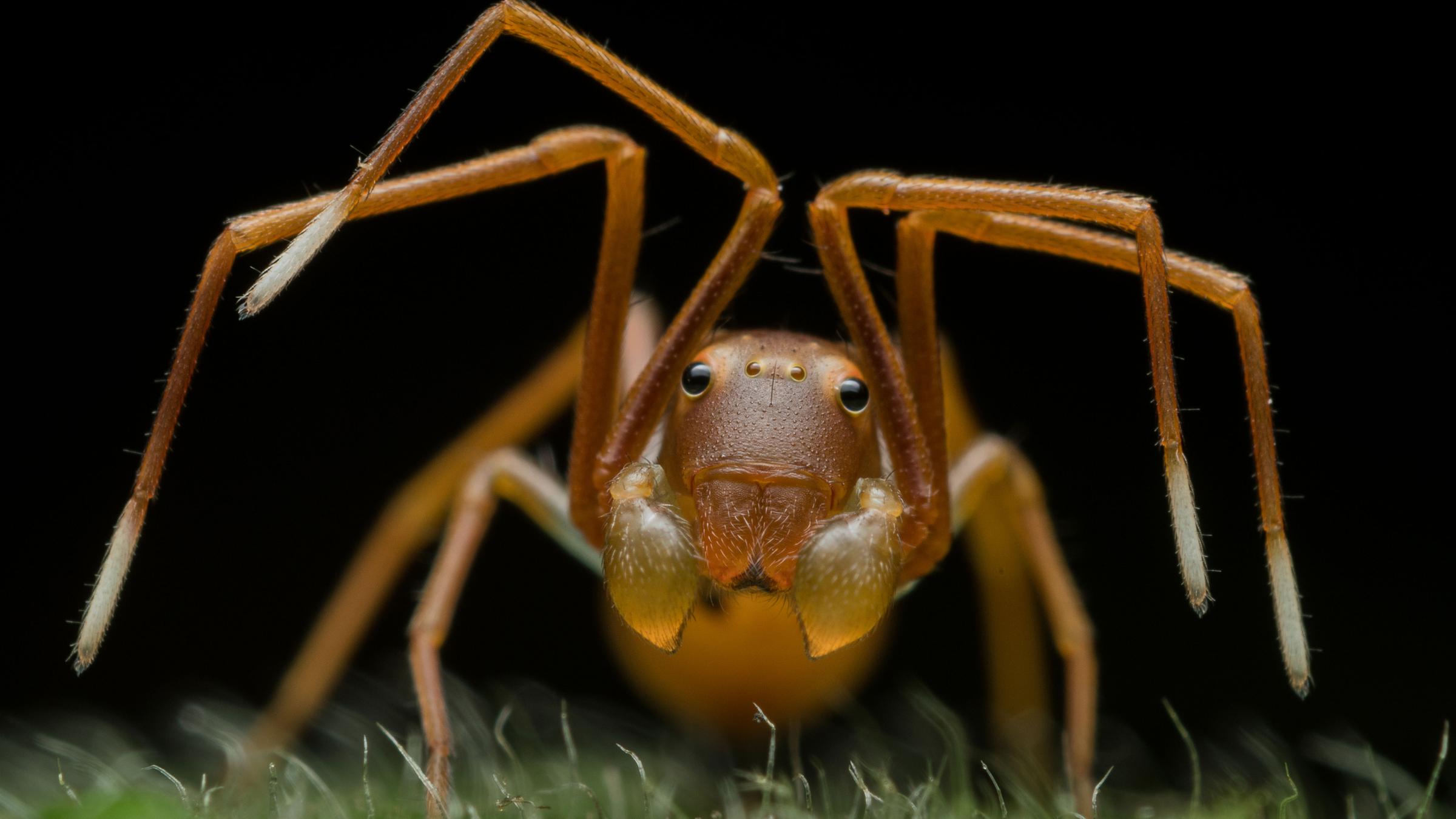 Wildlife Photographer