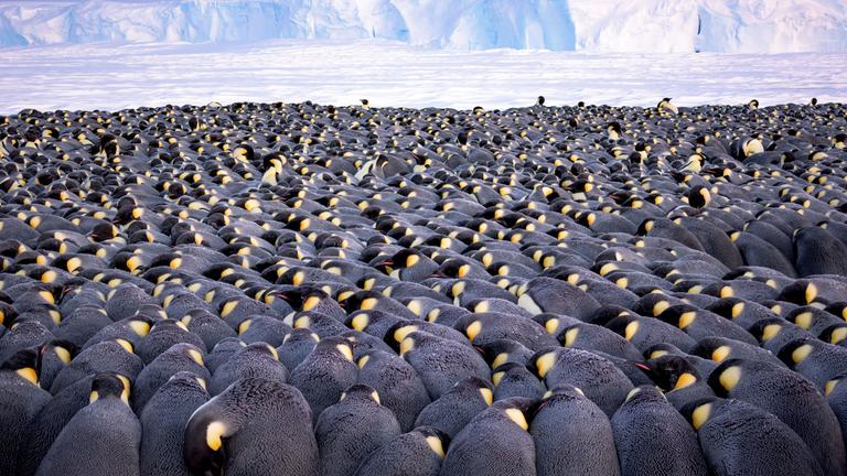 Wildlife Photographer