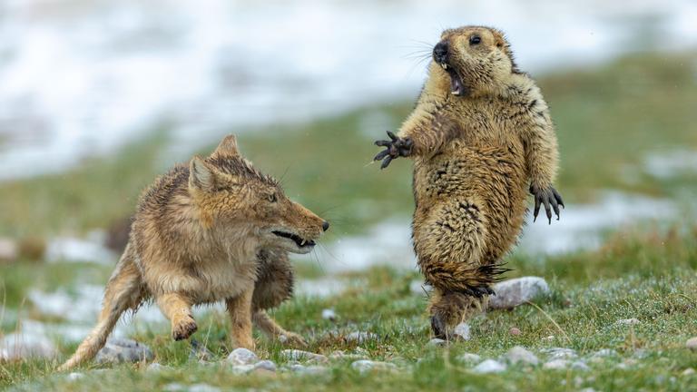 Wildlife Photographer